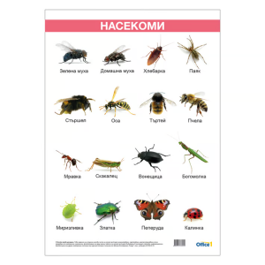 Ученическо табло по биология - Насекоми, 50x70cm