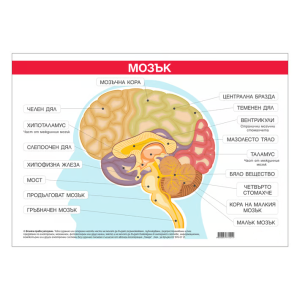 Ученическо табло по биология - Главен мозък, 100x70cm