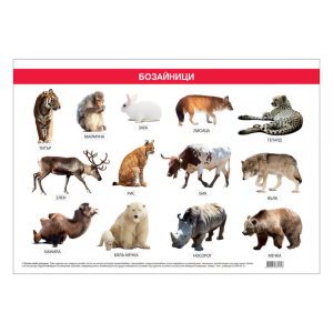 Ученическо табло по биология - Бозайници, 100x70cm