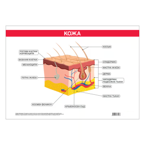 Ученическо табло по биология - Кожа, 100x70cm