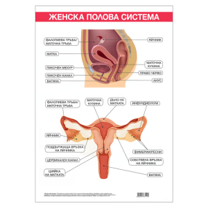 Ученическо табло по биология - Женска полова система, 100x70cm