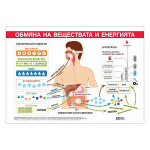 Ученическо табло по биология - Обмяна на вещества и енергия, 100x70cm