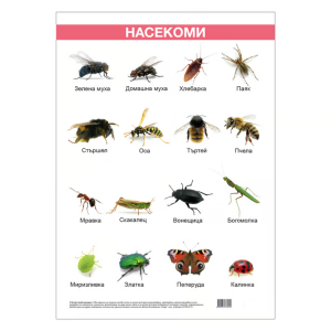 Ученическо табло по биология - Насекоми, 50x70cm