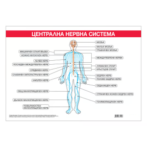 Ученическо табло по биология - Централна нервна система, 100x70cm