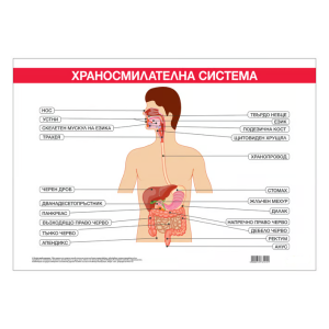 Ученическо табло по биология - Храносмилателна система, 100x70cm