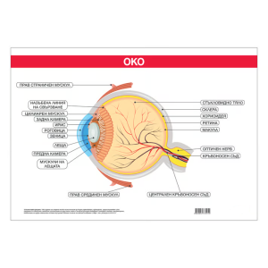 Ученическо табло по биология - Око, 100x70cm